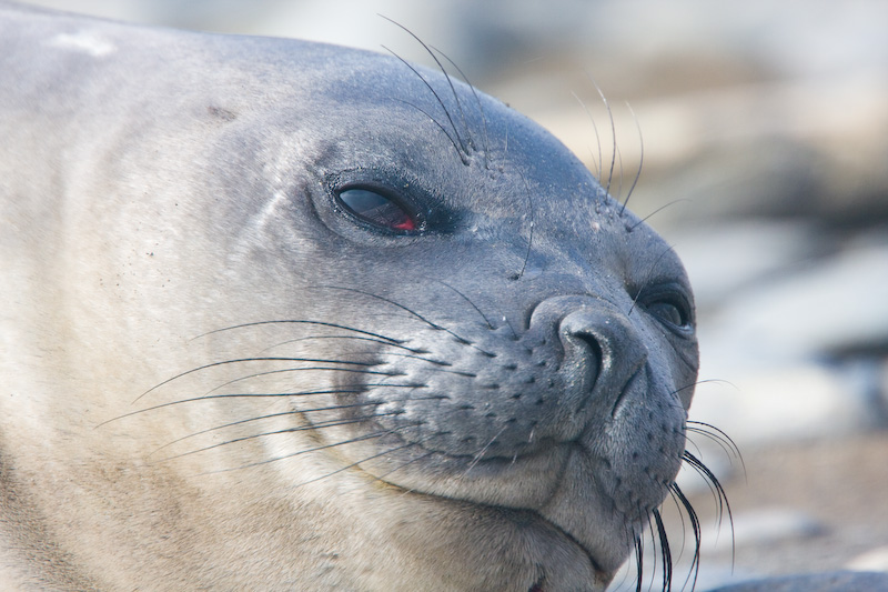 Southern Elephant Seal